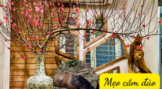Bí quyết giúp đào sai hoa, nảy lộc tươi tốt suốt 10 ngày Tết