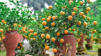 'Tứ quý' của cây quất, ai may mắn chọn được thì tài lộc xum xuê - vận may rực đỏ