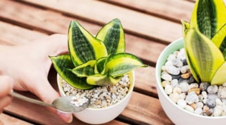 9 loại cây 'hút' sóng, bức xạ điện từ, lọc không khí cực tốt: Nhà dùng nhiều điện thoại, TV nên có 1 chậu