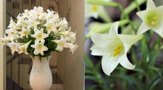 Cách chọn hoa loa kèn đẹp, trắng muốt: Mua về cắm nhớ cho thêm thứ này để hoa nở căng, lâu héo