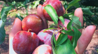 Mua mận đầu mùa phải 'nằm lòng' cách chọn này để quả nào quả nấy giòn ngọt, tươi ngon