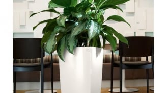 5 cây cảnh được ví như 'điều hòa mini' đặt trong nhà giúp duy trì độ ẩm, có thể giảm nhiệt tới 10 độ