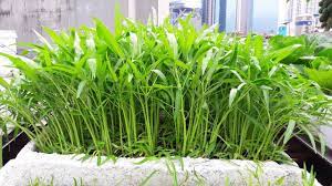 Mẹo trồng rau muống trong thùng xốp đơn giản, sau ít ngày đã có rau sạch xanh non mơn mởn