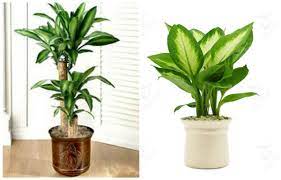 Nhà giàu không bao giờ tiết lộ loại cây chiêu dụ Thần Tài, vận may ào ào đến, gia chủ phất lên trông thấy