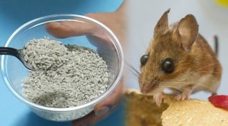 Trộn gạo với thứ này rồi để góc nhà, chuột chạy 'mất dép' muôn đời không dám bén mảng