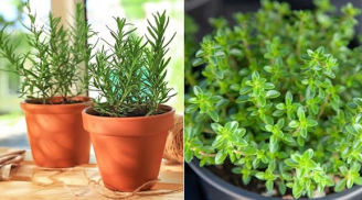 7 cây phong thủy có tác dụng đuổi muỗi cực tốt: Trồng trong nhà vừa hút tiền lại khỏe mạnh