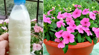 Lấy 3 loại nước nhà nào cũng có ra tưới hoa tốt hơn bỏ tiền mua phân bón, tiết kiệm cả đống tiền