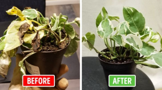 Cây cảnh muốn xanh tốt, nở hoa 'vỡ chậu' không vàng lá, thối rễ: Chỉ cần rắc một nắm này vào chậu hoa
