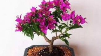 Trồng hoa giấy trong chậu rất đơn giản, làm theo cách này sau ít ngày cây bắt đầu vươn lá, nở hoa 'tưng bừng'