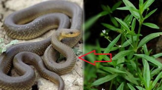 6 loại cây dẫn dụ rắn tới nhà, muốn an toàn nhổ bỏ càng sớm càng tốt