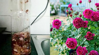 Trồng hoa mãi không nở, tưới thứ nước này vào nụ sẽ bật ra tua tủa, hoa rực rỡ quanh năm