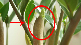 Cây kim tiền có 4 thói quen nhỏ, ai nắm được thì cây sẽ ra hoa gọi lộc vào nhà