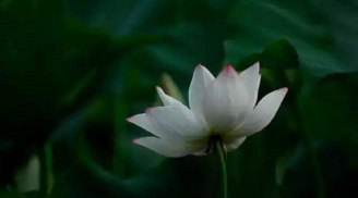 Tâm ''hại người'' không được giữ, nhưng tâm ''phòng người'' phải giữ: Lòng tốt không có chừng mực sẽ rước họa vào thân