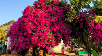 Trồng hoa giấy đừng chỉ tưới nước lã, cho cây 'ăn' 5 thứ này để hoa nở thành chùm lớn, quanh năm rực rỡ