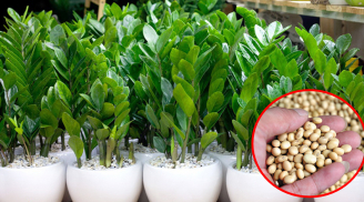 Cây kim tiền thích 'ăn' 3 món, cứ bón cho cây là chồi non mọc tua tủa, ra hoa gọi lộc về nhà