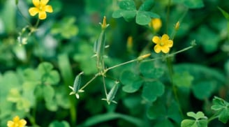 Chịu khó nhặt 3 loại cây dại bên vệ đường về làm đẹp, hiệu quả trắng da mượt tóc hơn mỹ phẩm đắt tiền
