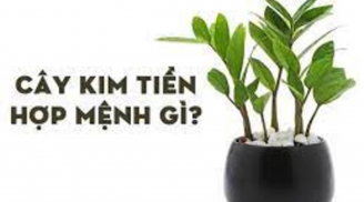 Người thuộc 2 mệnh này trồng cây kim tiền cực hợp, để trong nhà quanh năm gặp may, hút tài lộc
