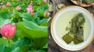 Lấy nắm lá sen khô đun nước uống, Sh88bet đăng ký miễn phí nhận được 6 lợi ích bất ngờ, tốt hơn cả thuốc bổ