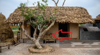 Các cụ bảo rồi: '5 loại cây trồng trong dương trạch, không nghèo cũng bại vong', là 5 cây nào?