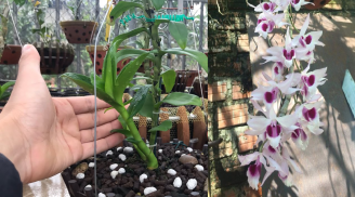 Vùi 2 thứ này vào chậu: Rễ và lá của hoa lan mọc ra tua tủa, hoa thơm ngào ngạt