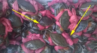 Tại sao cua biển luôn buộc sợ dây to, ngậm nước: Biết lý do bạn sẽ không 'trách mắng' người bán nữa