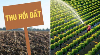 Trồng cây gì được đền bù tiền cao nhất khi Nhà nước thu hồi đất?