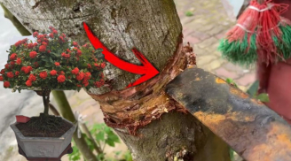 5 loại “hoa phú quý” sống lâu hơn cả người, nghèo cũng đừng chặt con cháu hưởng phúc dài