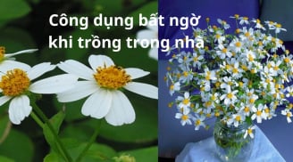 Bất ngờ khi trồng cây xuyến chi trong nhà, công dụng tuyệt vời nhiều người chưa biết