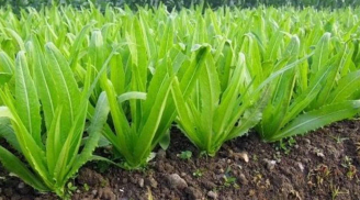 Loại rau giàu canxi gấp 36 lần canh xương hầm, ăn sống hay nấu chín đều ngon, Việt Nam rất sẵn