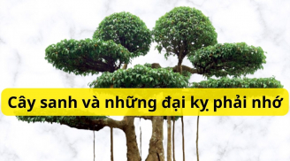 Có nên trồng cây Sanh trước nhà? Những điều đại kỵ khi trồng cây sanh để thu hút tài lộc và không mang họa