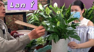 Có nên trồng cây Lan Ý trước nhà không?