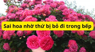 Hoa hồng thích mê thức ăn bỏ đi trong bếp, nhớ bón vào chậu hồng, bông căng tròn rực rỡ, sai hoa 4 mùa