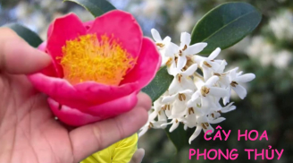 Loại “hoa phú quý” sống lâu hơn cả người, ông bà dặn con cháu chớ dại mà chặt