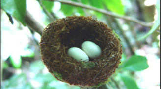 3 thứ xuất hiện quanh nhà báo hiệu may mắn đang đến gần, đó là những thứ nào?