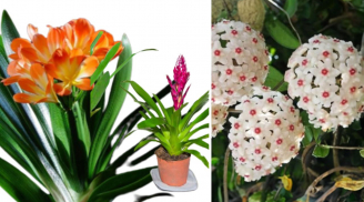 Gợi ý những cây cảnh cho nhà thiếu nắng mà vẫn quanh năm hoa nở, mang tài lộc vào nhà