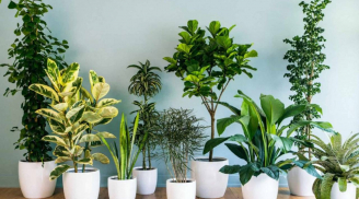 Trồng loại cây này trước nhà, xua đuổi xui xẻo hút tài lộc về