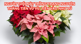 Có nên trồng cây trạng nguyên trước nhà? Những đại kỵ phải nhớ khi trồng trạng nguyên kẻo tiêu tốn tiền của
