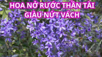 Trồng cây này trước nhà, người qua đường ngẩn ngơ, thần tài năng ghé thăm giúp chiêu tài hút lộc, Shbet111 slot, casino, thể thao, xổ số hạnh phúc