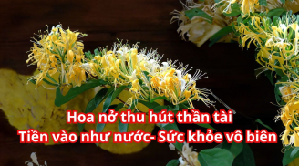 Ngắt 1 cành giâm vào đất, cây cho giàn hoa chĩu chịt tỏa hương thơm ngát thu hút Thần Tài, tăng cường sức khỏe