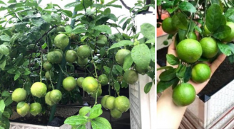 Cách trồng chanh trong chậu cho quả sai lúc lỉu quanh năm, cả nhà ăn không xuể