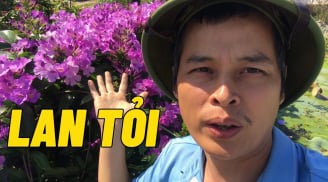 Có nên trồng hoa lan tỏi trước cửa nhà hay không?