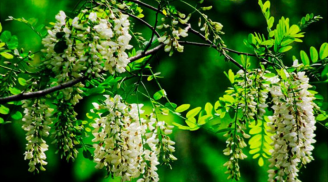 Có nên trồng một cây Hoa Hòe trước cửa nhà không?
