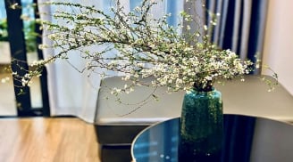 Cách cắm hoa tuyết mai nở bung đúng Tết Nguyên đán, chơi cả tháng vẫn đẹp mĩ mãn