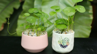 Cây cỏ đồng tiền - loài cây tăng tài lộc, sức khỏe, tiền bạc sinh sôi nảy nở mau chóng