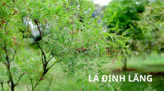 2 Shbet0099 cá cược trực tuyến bài thuốc từ lá đinh lăng, dễ ăn ngon miệng lại giúp trị mất ngủ hiệu quả, rẻ tiền