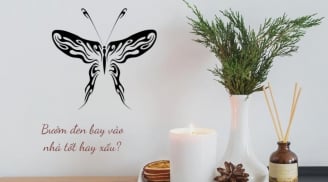 Bướm đen bay vào nhà khiến bạn lo lắng!? Ý nghĩa về phong thủy và tâm linh khi bướm đen vào nhà