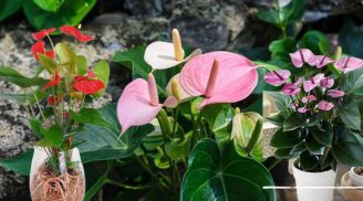 Hoa hồng môn có ý nghĩa gì trong phong thủy? Vị trí cực tốt đặt chậu hoa hồng môn giúp chiêu tài hút lộc
