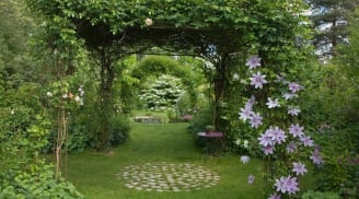Trồng loại cây cảnh này hoa nở rực rỡ, nở từ xuân sang thu, được xem là 'báu vật của khu vườn'