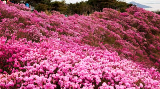 Loại cây, mùa này hoa nở rực rỡ khắp núi rừng, trong nhà trồng giúp xua đuổi vận đen, thu hút tài lộc
