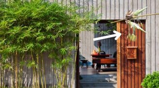 Tại sao người xưa nói tre trúc mà nở hoa là tai ương sắp tới, nhà bạn có trồng tre trúc cảnh không?